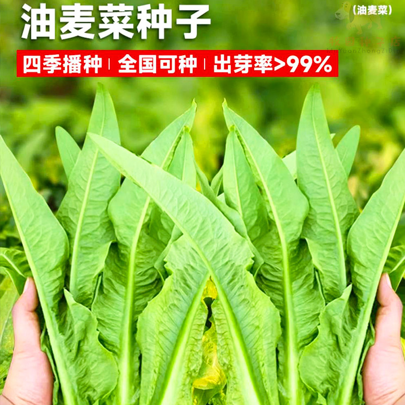 油麦菜种子四季播脆甜青菜种籽大叶耐热阳台盆栽春季蔬菜种子大全