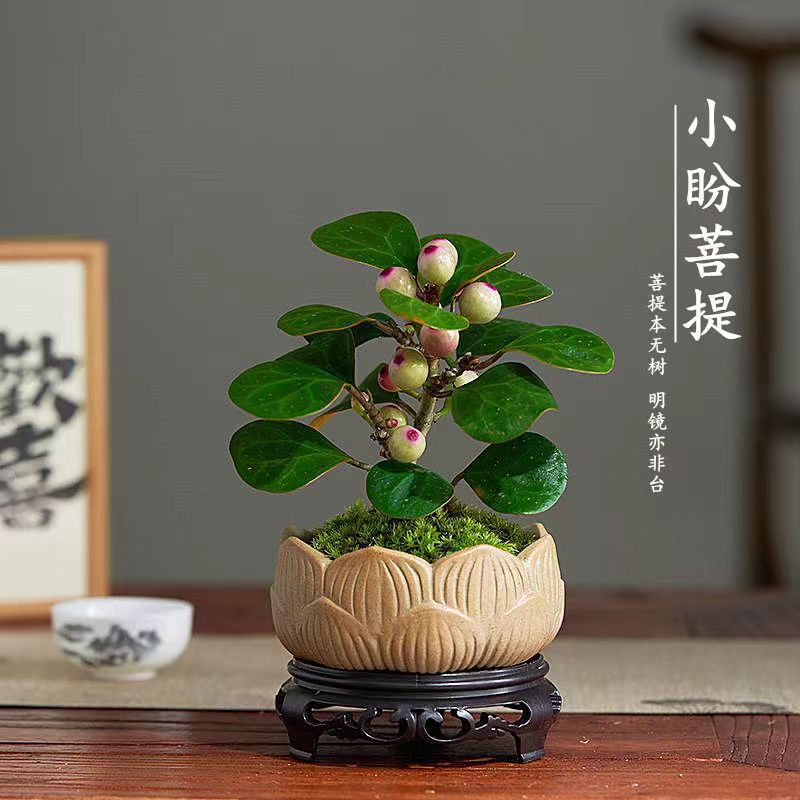 小盼菩提树盆栽带果发货室内绿植花卉客厅办公室桌面招财摆件