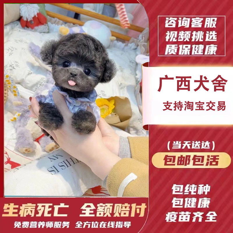 【广西犬舍】泰迪幼犬红棕白灰色纯种犬活体宠物狗狗茶杯体犬