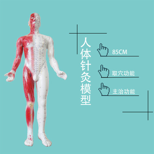 人体经络针灸模型85CM智能人体穴位针灸语音穴位针灸训练模型
