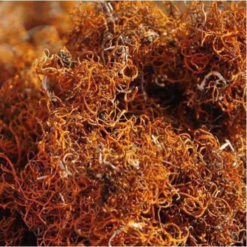 红雪茶50克CYE装西雪藏新货高海拔菌生红茶软苗鹿罐心丝雪茶金雪