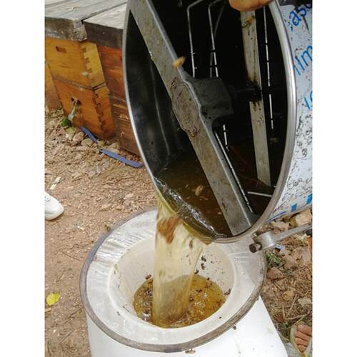 2025新鲜益OOB母蜜草蜂天然成熟原生产蜂场，自，不怕阿姨痛，月