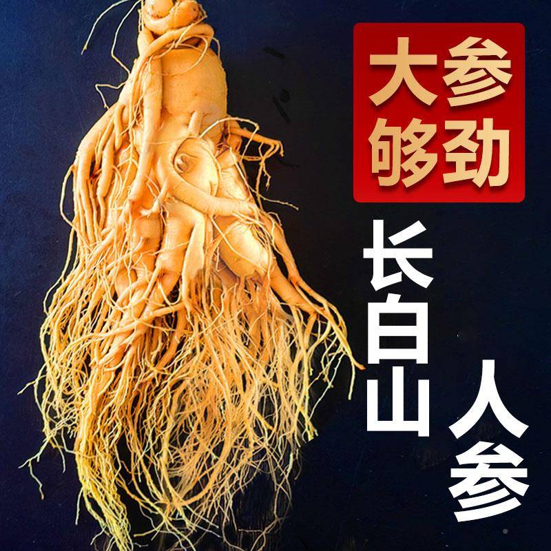特大人参单支长白鲜山人参LXO东非野参人参泡酒专山用人叁北红参