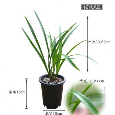 开花神器老种四季兰建兰金边兰花小桃红浓香 开3-4次花盆栽花卉