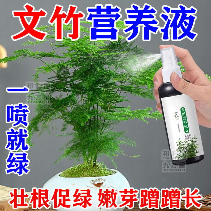 文竹营养液发黄枯瘦干尖壮根绿叶