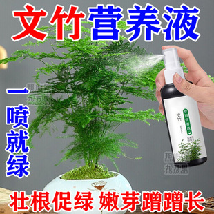 文竹专用营养液肥料盆栽绿植物叶子发黄枯瘦干尖烂根落叶壮根绿叶