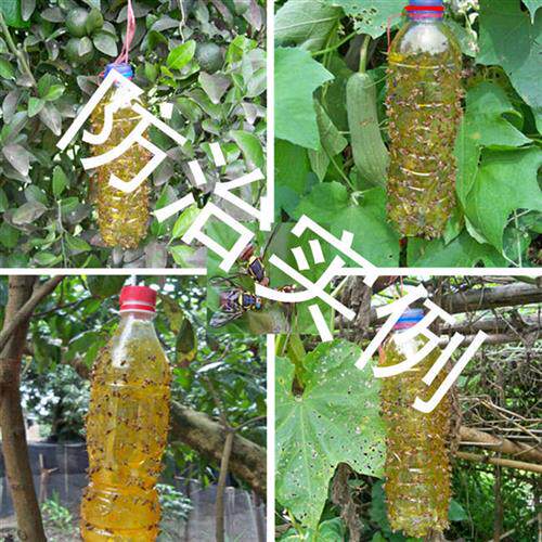 瓜果实蝇针蜂诱粘剂 果蝇昆虫诱黏 果园针蜂诱捕剂 引诱剂诱捕器
