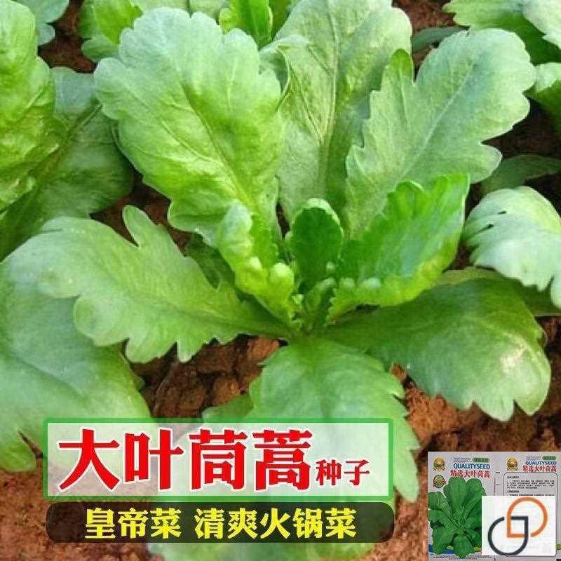 大叶茼蒿种子耐寒皇盆栽茼蒿蔬菜种子小叶帝菜四季种子阳台抗寒