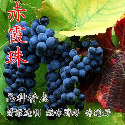 葡萄苗南方北方盆栽地栽爬藤植物嫁接占地赤珠霞葡萄树苗果树苗