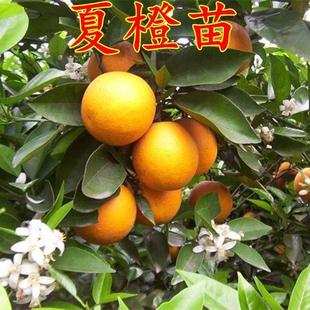 树苗秭归夏橙苗红肉嫁接苗中华脐橙当年结果橙子树苗红血橙