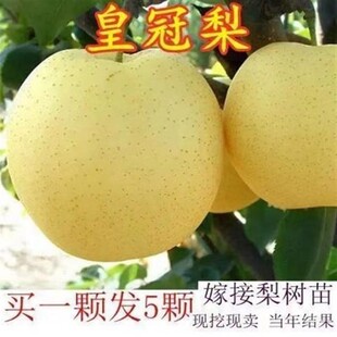 种植苍溪雪梨树苗皇冠黄金梨子翠冠水果树梨树果苗北方南方四川苗