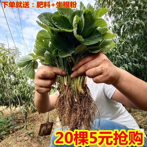 草莓苗四季南北方地栽室内盆栽大棚种植当年结果食用草莓秧幼果苗
