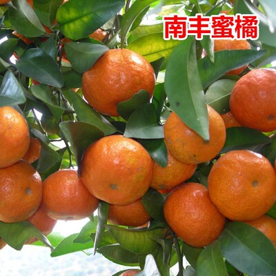 果树苗橘子树苗（南丰蜜橘）当年结果南北方地栽盆栽