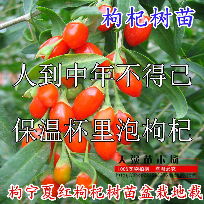 宁夏红枸杞树苗盆栽地栽野生枸杞苗南北方种植黑枸杞苗葡萄苗