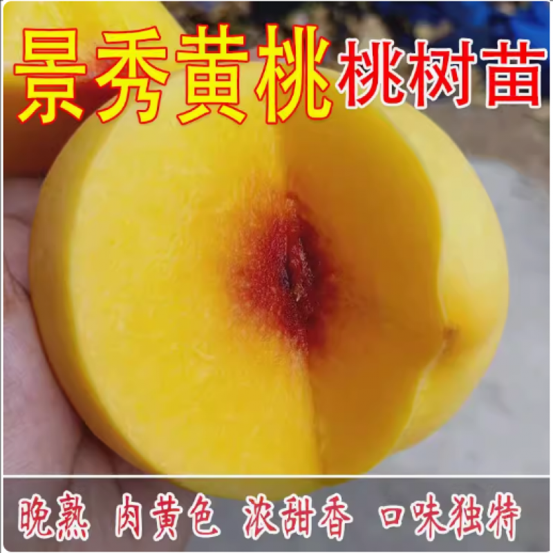 嫁接桃树苗 黄桃苗 奉贤锦绣黄桃树苗 南方北方种植果树苗