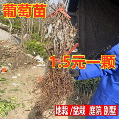 葡萄苗盆栽地栽葡萄树苗果树苗