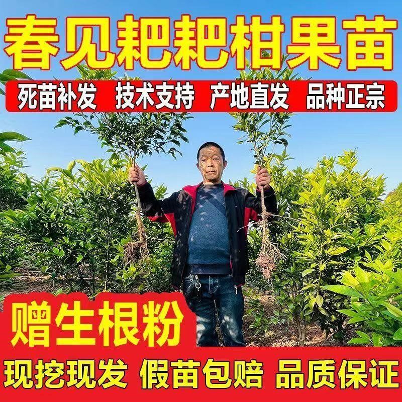 粑粑柑树苗四川春见耙耙柑丑橘嫁接柑桔丑八怪砂糖椪柑桔子果树苗