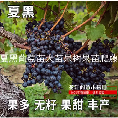 基地葡萄苗 夏黑葡萄苗 嫁接葡萄树 夏黑无核葡萄苗南方北方种植