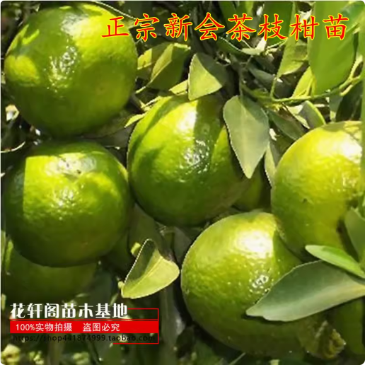 正宗新会茶枝柑苗大红柑果苗陈皮柑树苗柠檬酸桔头嫁接2年苗包邮