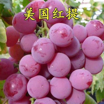葡萄树苗南北方种植无核巨峰特大阳光玫瑰庭院地栽耐寒爬藤葡萄苗