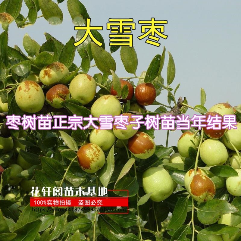 果树苗枣树苗大雪枣苗嫁接枣树苗正宗大雪枣子树苗当年结果