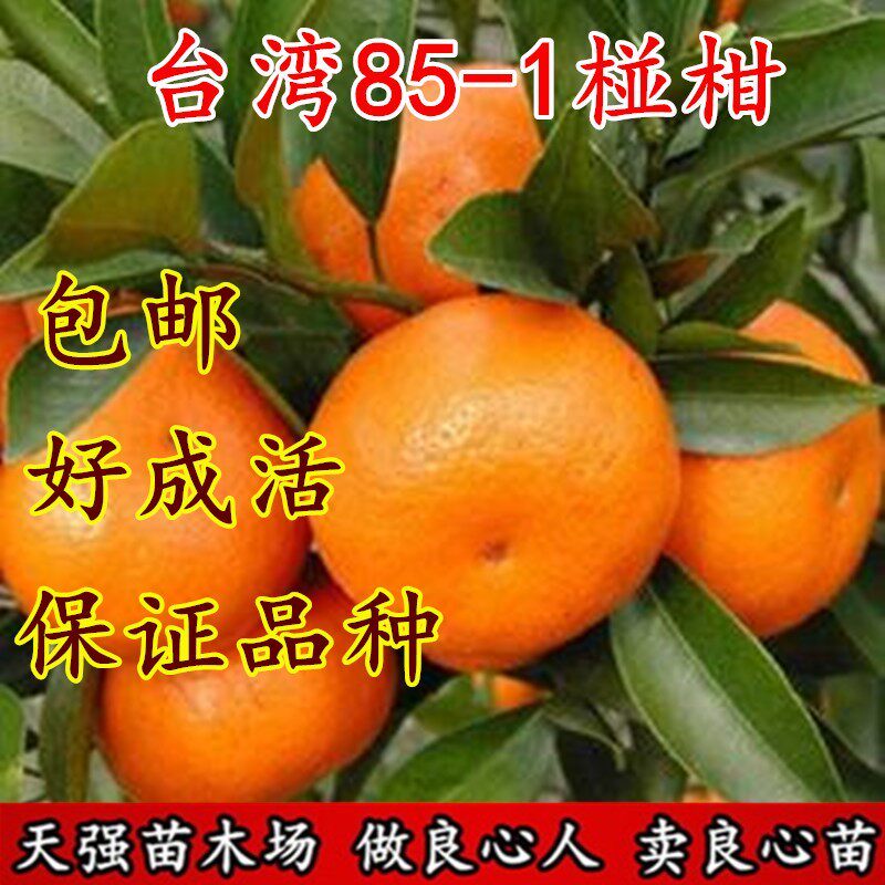 大果台湾85-1巨型椪柑苗无核椪柑嫁接芦柑桔子树苗当年结果早晚熟