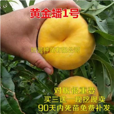 黄金蟠1号桃树苗 黄金蟠桃树苗 8月成熟 单果一斤重 南北方种植