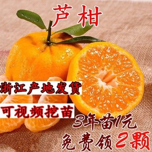 椪柑苗芦柑桔子苗 岩溪晚芦 晚熟椪柑橘子苗盆栽地栽嫁接芦柑苗