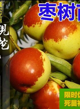 新疆和田玉枣树苗大红枣特大南方北方种植果树苗嫁接沾化冬枣树苗