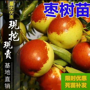新疆和田玉枣树苗大红枣特大南方北方种植果树苗嫁接沾化冬枣树苗