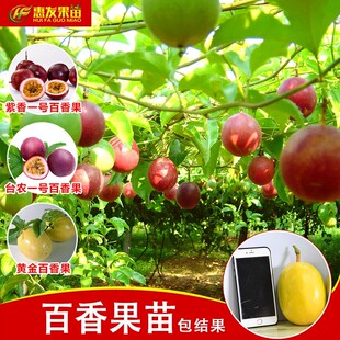 台农一号百香果苗 嫁接苗钦蜜9号黄金百香果树苗爬藤果苗当年结果