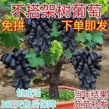 萄葡树苗巨峰葡萄树苗果树苗子南北方种植不爬藤盆栽葡萄阳光玫瑰
