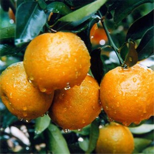 橘子树苗 马水桔树苗 阳春甜桔苗 马水桔子苗 南方种植 当年结果