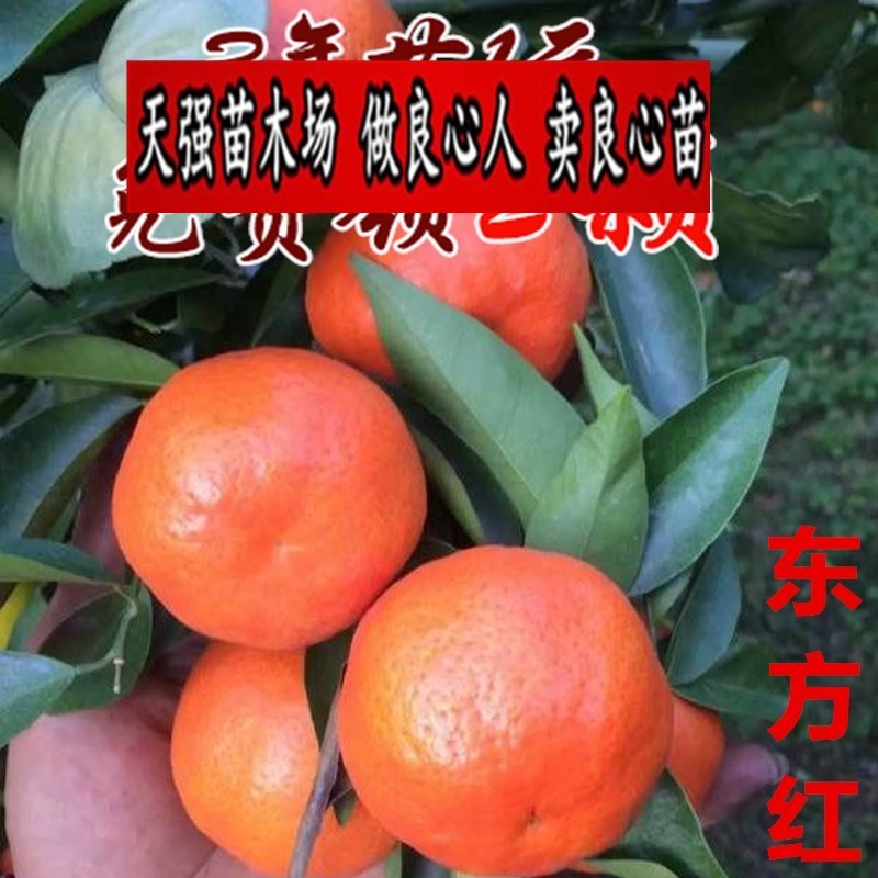 柑桔新品种 东方红桔树苗 世纪红桔苗砂糖桔苗东方红橘结果苗