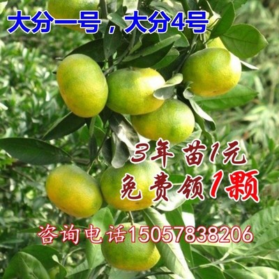 大丰大芬桔子苗特早熟蜜桔大分一号柑橘树苗大丰桔大分四号橘子树