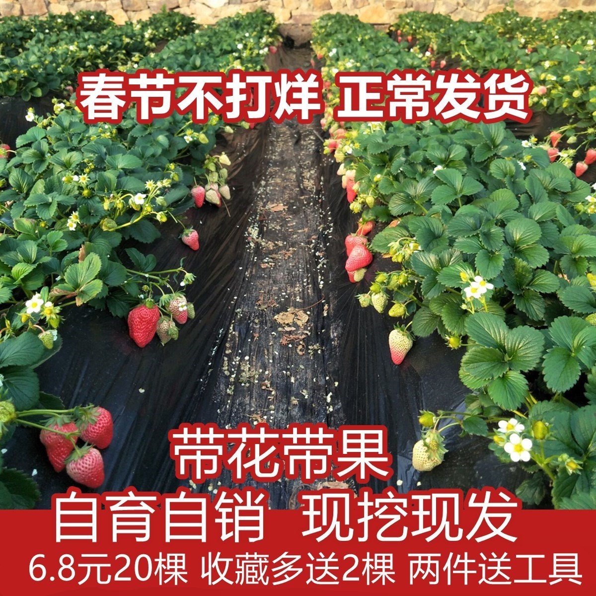 脱毒四季草莓苗奶油草莓苗果树果苗带土带花带果盆栽食用草莓秧