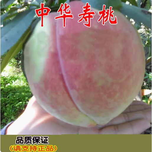 中华寿桃苗嫁接新品种大桃树苗早熟晚熟特大桃黄桃水蜜映霜红桃苗