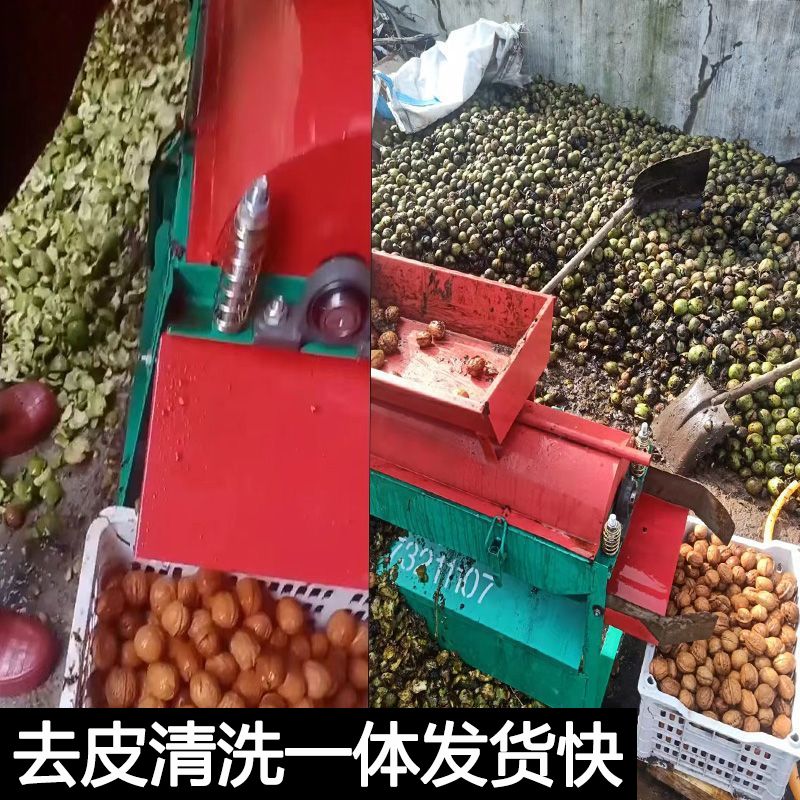 新款全自动青皮核桃清洗一体机农用核桃立式脱皮机家用小型剥皮机