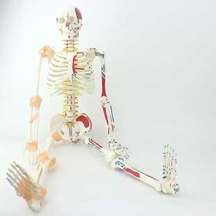 颐医85C可 M弯曲人体骨骼肌肉起止点韧带模型成人骨骼骨架人体模