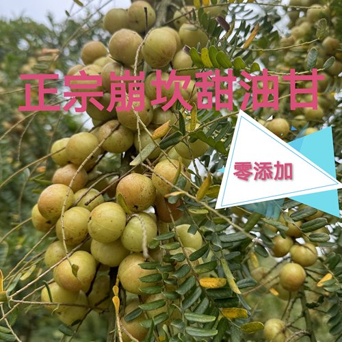普宁崩坎甜油柑果余甘果油甘果
