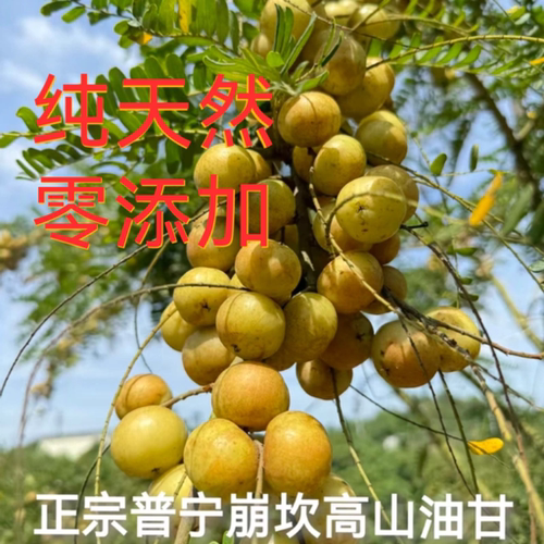 正宗普宁崩坎高山甜种油甘果新鲜采摘余甘果柿饼油柑丙泡酒余甘子