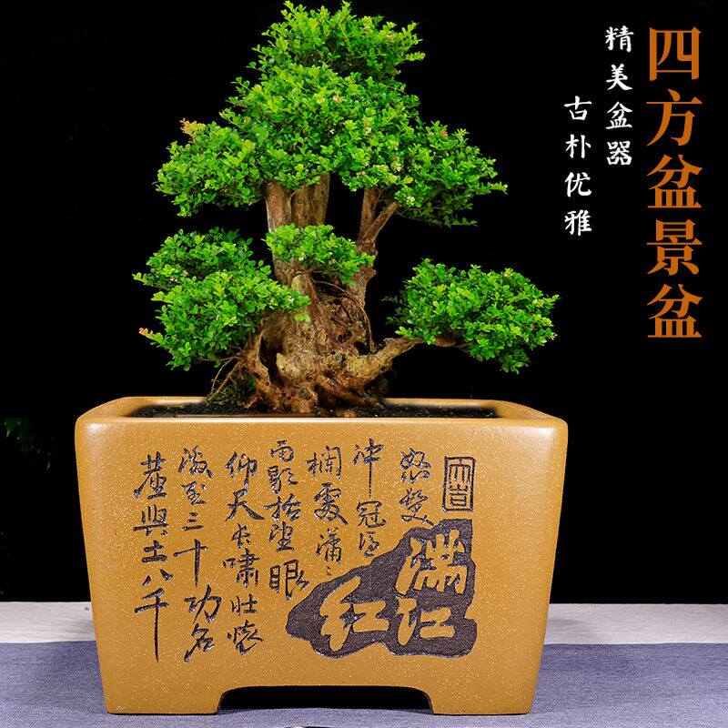 宜兴手工制作精品特大号四方斗盆正方形悬崖盆景盆树桩紫砂花盆