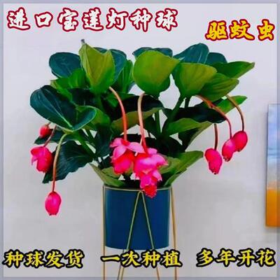 宝莲灯花盆栽四季开花耐寒易养活绿植地阳台室内花卉大全驱蚊虫苗