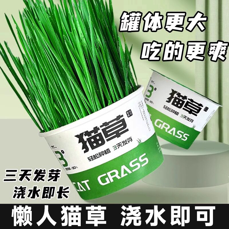 懒人猫草罐头水培无土去