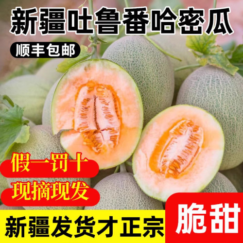 新疆吐鲁番哈密瓜西州蜜25号网纹