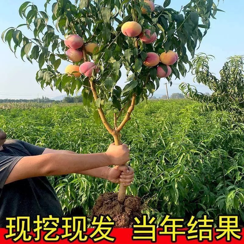当年结果水蜜桃树苗嫁接苖黄