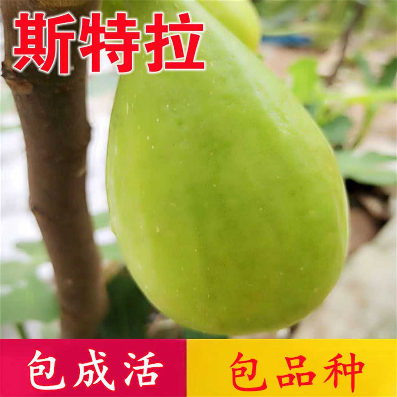 无花果树果苗南北方耐寒超大号