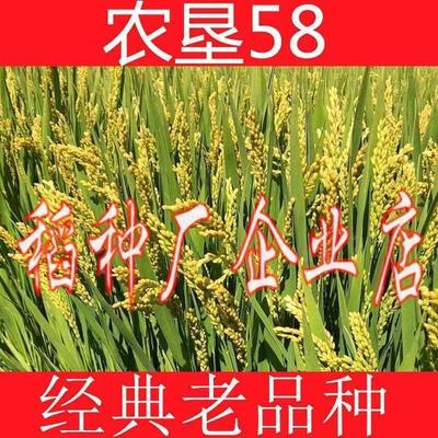 农垦58粳稻种子水种子高产旱稻种子抗倒伏香米稻好种子抗病口感