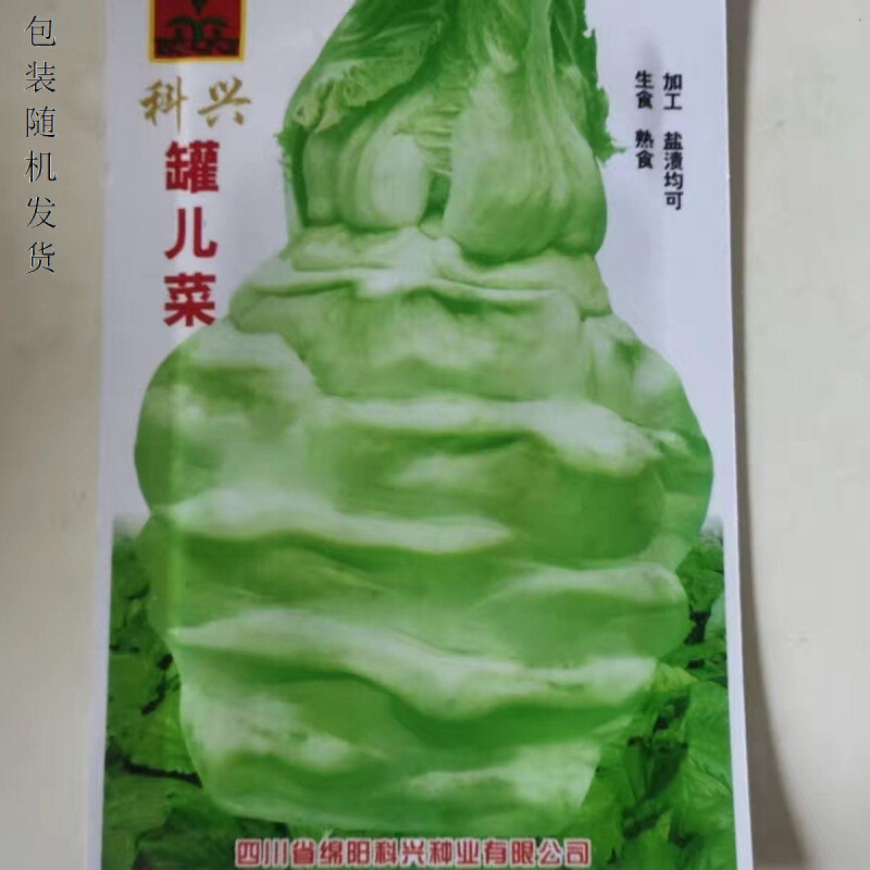 四川罐儿菜种籽罐罐四季春菜腌菜棒大头菜芥菜夏秋菜农家蔬菜种子