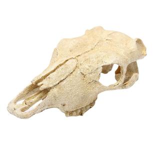 水族箱鱼缸摆件水草造景羊头骨树脂头骨造景装饰宠物万圣节骷颅头